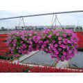 High Purity High Sprouting Rate Petunia flower seed for sale